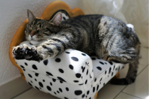 Training Laws #2 – Don’t use it loose it